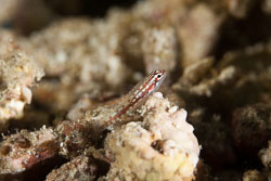 Gobies Gobies